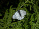 Aporia crataegi (Baumweissling) / CH BE Hasliberg 1200 m, 01. 07. 2007