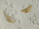 Scopula floslactata (Gelblichweisser Kleinspanner) / CH BE Hasliberg 1050 m, 02. 06. 2022