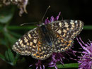 Melitaea didyma (Roter Scheckenfalter) / NYMPHALIDAE/Tribus Meliteaini (Edelfalter)