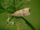 Acompsia maculosella