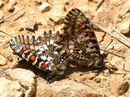 Zerynthia rumina (dasselbe Paar wie vorher) / E Andalusien, Sierra de Segura, Embalse del Tranco, Cortijo de los Archites 1100 m, 23. 04. 2012