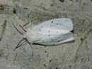 Spilosoma lubricipeda (Weisse Tigermotte, Weibchen) / CH VS Montagne de Fecon 1400 m, 07. 08. 2012