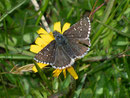 Pyrgus alveus (Sonnenröschen-Würfelfalter) / HESPERIIDAE (Dickkopffalter)