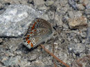 Aricia artaxerxes allous / CH VS Binntal Heiligkreuz 1800 m, 10. 08. 2010