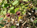 Aristolochia baetica (Andalusische Pfeifenblume)