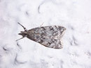 Eudonia truncicolella / CRAMBIDAE/Scopariinae (Zünsler)