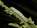 Shargacucullia verbasci (Brauner Mönch, erwachsene Raupe) / CH BE Hasliberg 1060 m, 17. 07. 2014