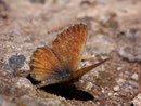 Cyclyrius webbianus / LYCAENIDAE/Polyommatini (Bläulinge)