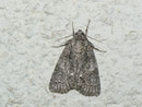 Acronicta rumicis (Ampfer-Rindeneule) / CH BE Hasliberg 1050 m, 23. 08. 2013