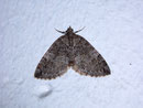 Hydriomena impluviata (Erlenhain-Blattspanner) / GEOMETRIDAE/Larentiinae (Spanner)
