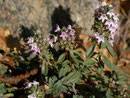 Thymus pulegioides (Arznei-Thymian) / Lamiaceae