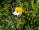 Pieris napi (Grünaderweissling, Weibchen) / CH VD Cudrefin, La Sauge, Les Grèves 431 m, 30. 04. 2015