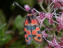Zygaena fausta (Bergkronwicken-Widderchen)