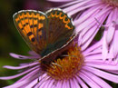 Lycaena tityrus (Brauner Feuerfalter, Weibchen) / CH TI Centovalli Costa 1000 m, 29. 09. 2010