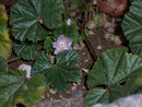 Malva negleta (Kleine Malve) / Malvaceae