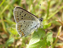 Lycaena tityrus (Brauner Feuerfalter, Männchen) / CH BE Hasliberg 1050 m, 27. 05. 2006