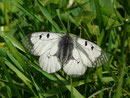 Parnassius mnemosyne (Schwarzer Apollo) / CH BE Chaltenbrunnen-Wandelalp, Undere Stafel 1500 m, 31. 05. 2018