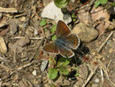 Polyommatus icarus (Hauhechelbläuling, Weibchen) / CH BE Hasliberg, 10. 06 2006
