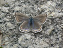 Polyommatus bellargus (Himmelblauer Bläuling, Weibchen) / CH BE Hasliberg 1130 m, 30. 05. 2014
