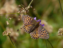 Argynnis aglaja (Grosser Perlmuttfalter, Weibchen) / CH VS Bellwald 1690 m, 16. 08. 2018