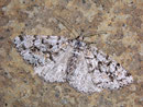 Fagivorina arenaria (Scheckiger Rindenspanner) / GEOMETRIDAE/Ennominae (Spanner)