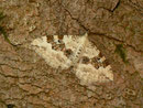 Xanthorhoe montanata (Schwarzbraunbinden-Blattspanner) / CH BE Hasliberg 1240 m 03. 06. 2014
