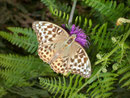 Argynnis paphia valezina (Kaisermantel, Weibchen) / NYMPHALIDAE/Heliconiinae (Edelfalter)