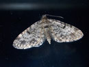 Eupithecia tantillaria (Nadelgehölz-Blütenspanner) / GEOMETRIDAE/Larentiinae (Spanner)