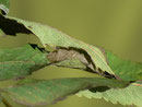 Opisthograptis luteolata