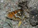 Melitaea varia (Alpen-Scheckenfalter / CH VS Turtmanntal 2200 m, 14. 07. 2010