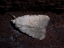 Paradrina selini (Sandflur-Staubeule) / NOCTUIDAE (Eulen)