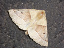 Crocalis elinguaria (Heller Schmuckspanner)  / GEOMETRIDAE/Ennominae (Spanner)