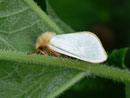 Hepialus humuli (Männchen) / HEPIALIDAE (Wurzelbohrer)