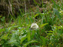 Pieris napi (Grünaderweissling, Männchen) / CH SG Rieden Breitfuesstobel 751 m, 27. 04. 2015