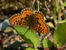 Boloria euphrosyne (Veilchen-Perlmuttfalter) / CH BE Hasliberg 1070 m, 26. 06. 2013