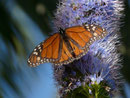 Danaus plexippus (Monarch) / Portugal Madeira Funchal, Meereshöhe, 28. 01. 2015
