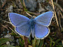 Polyommatus bellargus (Himmelblauer Bläuling, Männchen) / CH VS Val d'Anniviers St-Luc Tignousa 2170 m, 11. 10. 2012