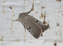 Chersotis margaritacea (Graue Labkrauteule) / NOCTUIDAE (Eulen)