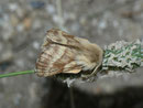 Malacosoma alpicola (Wolfsmilch-Ringelspinner, derselbe Falter wie vorher) / CH VS Geschinen 1450 m, 16. 07. 2010