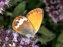 Coenonympha arcania (Weissbindiges Wiesenvögelchen) / Italien Aostatal Valpelline Glacier-By 1560 m, 09. 09. 2008