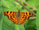 Polygonia c-album (C-Falter) / CH OW Giswil 500 m
