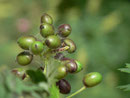 Acasis appensata: Die Raupe ist im Gespinst bei den Beeren, seltener bei den Blättern zu finden.