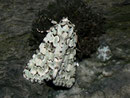Cryphia muralis (Hellgrüne Flechteneule) / NOCTUIDAE (Eulen)