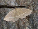 Trisateles emortualis (Gelblinien-Spannereule) NOCTUIDAE (Eulen)