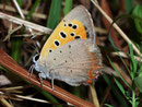 Lycaena phlaeas (Kleiner Feuerfalter) / CH TI Sementina-San Defente  300 m, 23. 06. 2009