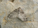 Lobophora halterata / GEOMETRIDAE/Larentiinae Trichopterygini (Spanner)