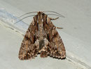 Apamea monoglypha (Grosse Grasbüscheleule) / CH BE Hasliberg 1050 m, 24. 07. 2012
