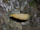 Lasiommata petropolitana (Braunscheckauge, Puppe) / CH BE Hasliberg 1350 m, 07. 07. 2009