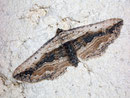 Horisme vitalba (Zweifarbiger Waldrebenspanner) (Heidespanner) / GEOMETRIDAE/Larentiinae(Spanner)