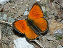 Lycaena virgaureae (Dukaten-Feuerfalter, Männchen) / LYCAENIDAE/Lycaeninae (Bläulinge)